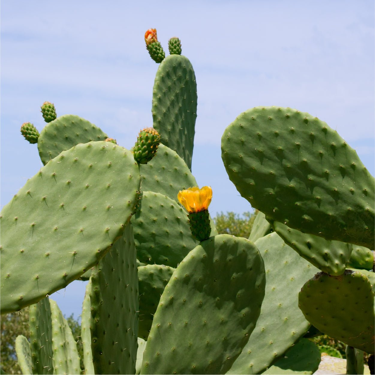 LICORNE Vegan Cactus Deep Moist Facial Cream LICORNE