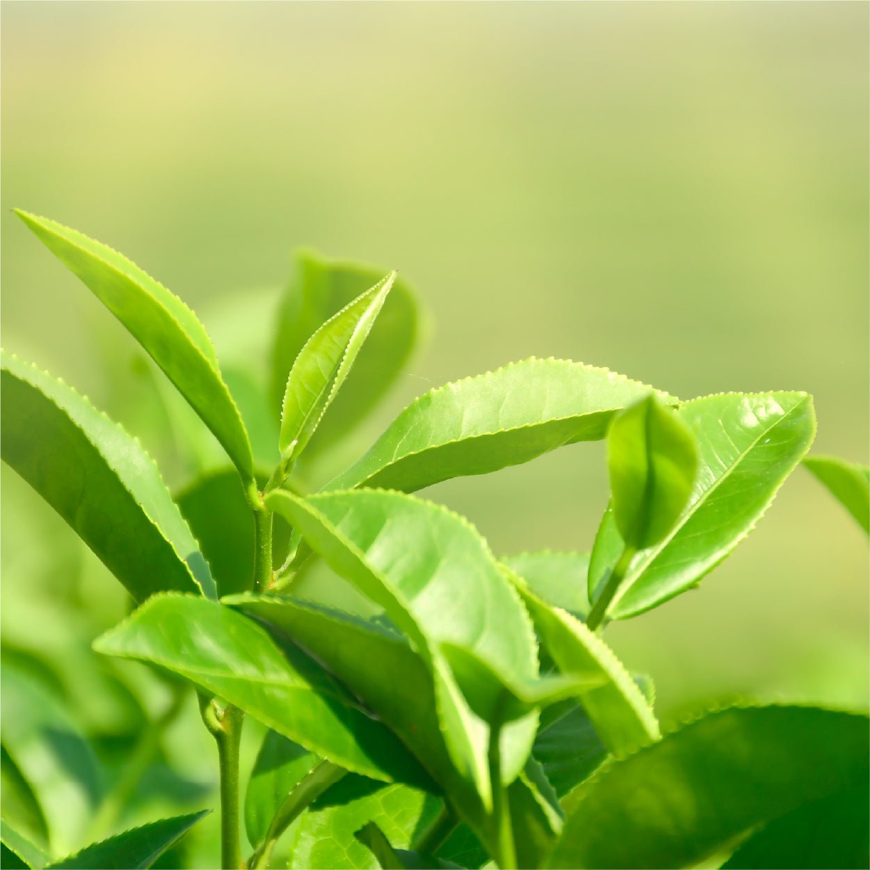 LICORNE Vegan Jeju Matcha (Green Tea) Tone-up Cream LICORNE